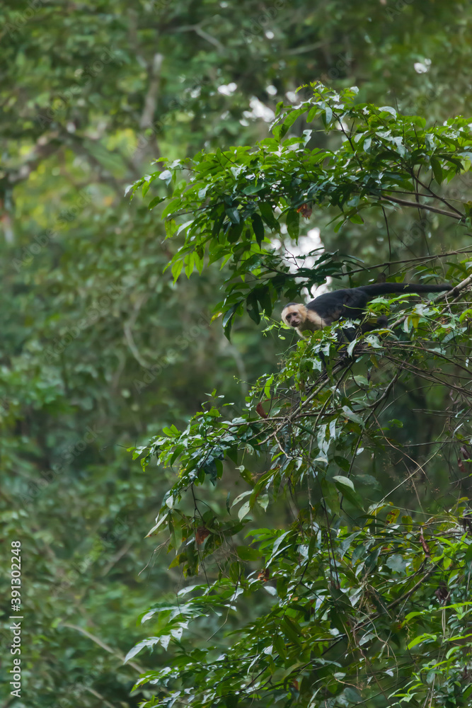 Costa Rica, Mawamba lodge, Tortuguero Costa Rica, Mawamba lodge, Tortuguero