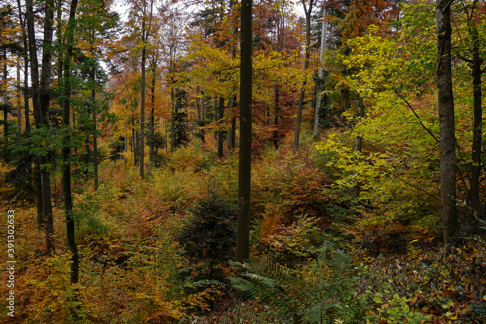 Herbstwald, Laubwald, broadleaf forest Herbstwald, Laubwald, broadleaf forest