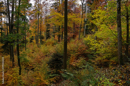 Herbstwald, Laubwald,  broadleaf forest © JRG