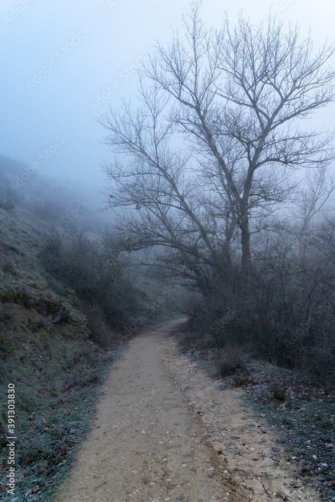 Paisaje con niebla en el bosque con camino y árboles en silueta en invierno. Hoces río duratón Sepulveda. Paisaje con niebla en el bosque con camino y árboles en silueta en invierno. Hoces río duratón Sepulveda.