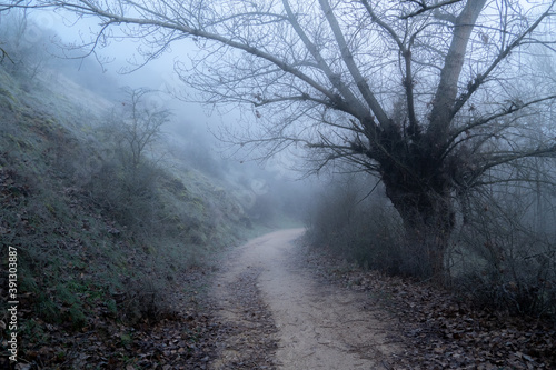 Paisaje con niebla en el bosque con camino y árboles en invierno. Hoces río duratón Sepulveda.