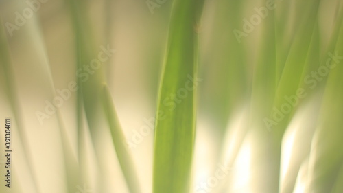 Grass green blur effect lens photo