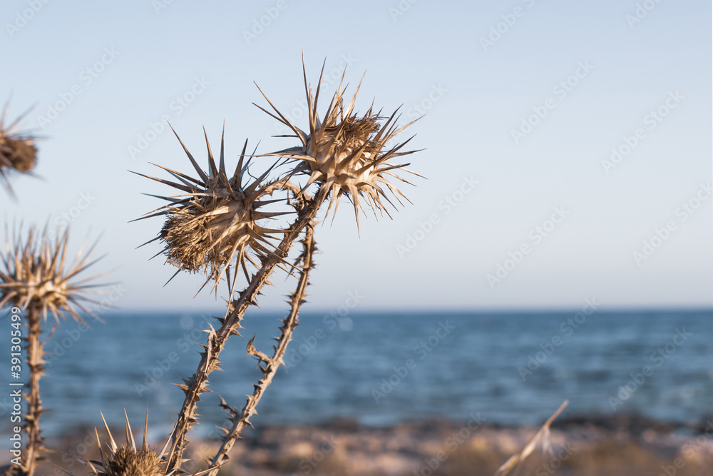 A closeup of dry thistles in Ayia Napa coast in Cyprus, blue sky and sea blurred background