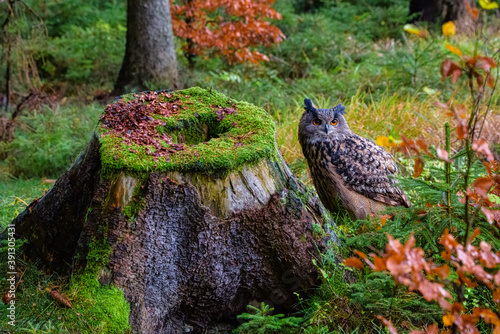 Eurasian eagle-owl Bubo bubo in wild woodland