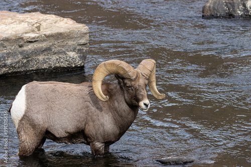 Waterton Bighorn