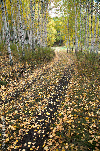 A path in an autumn forest surrounded by white-trunk birches.