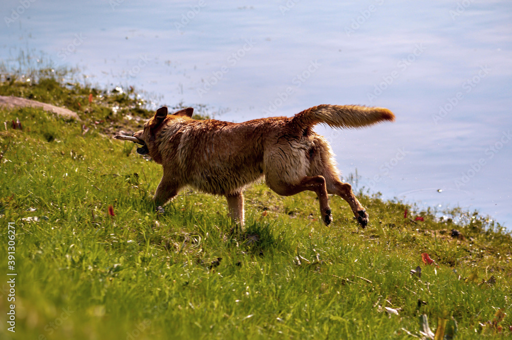 A running dog with tree teeth along the river bank.