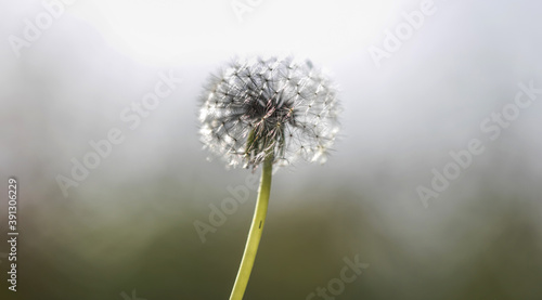 White fluffy dandelion on a blurry background.