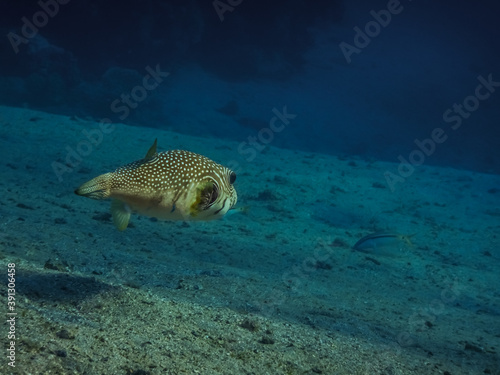white spotted puffer fish flows over sandy sea bottom