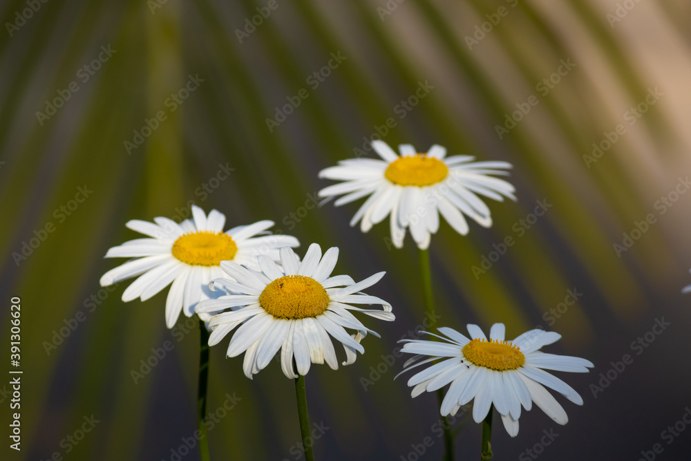 Obraz premium Four daisies in a garden