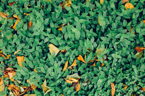 Background of green leaves mixed with some yellow and orange dry leaves