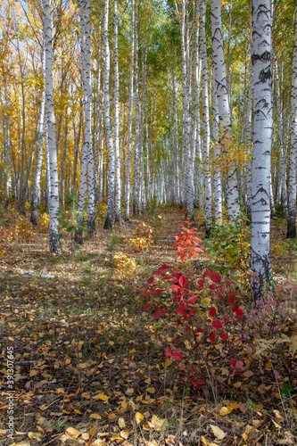 White-trunk birch trees with yellow foliage in the autumn forest.