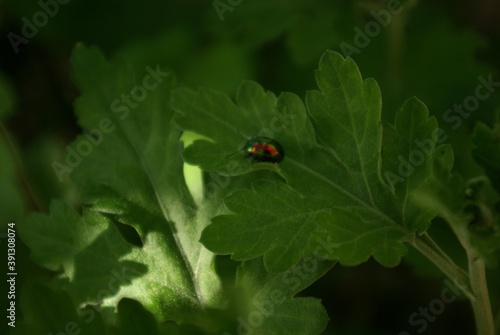 Multicolored beetle on a green leaf © Valeria