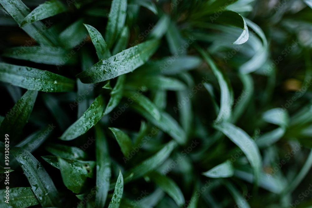 Fototapeta premium a juicy, green plant after a rain shower