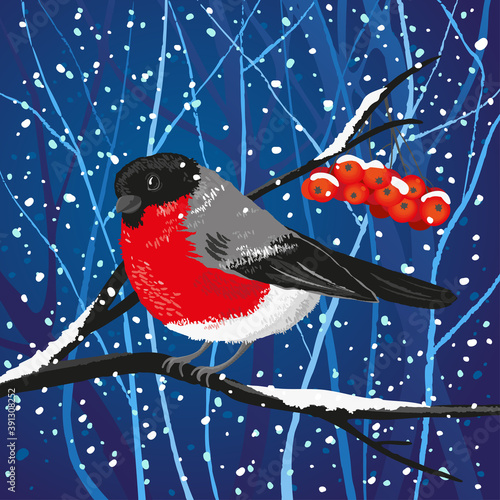 A bullfinch sits on a Rowan branch in a snowy winter forest at night