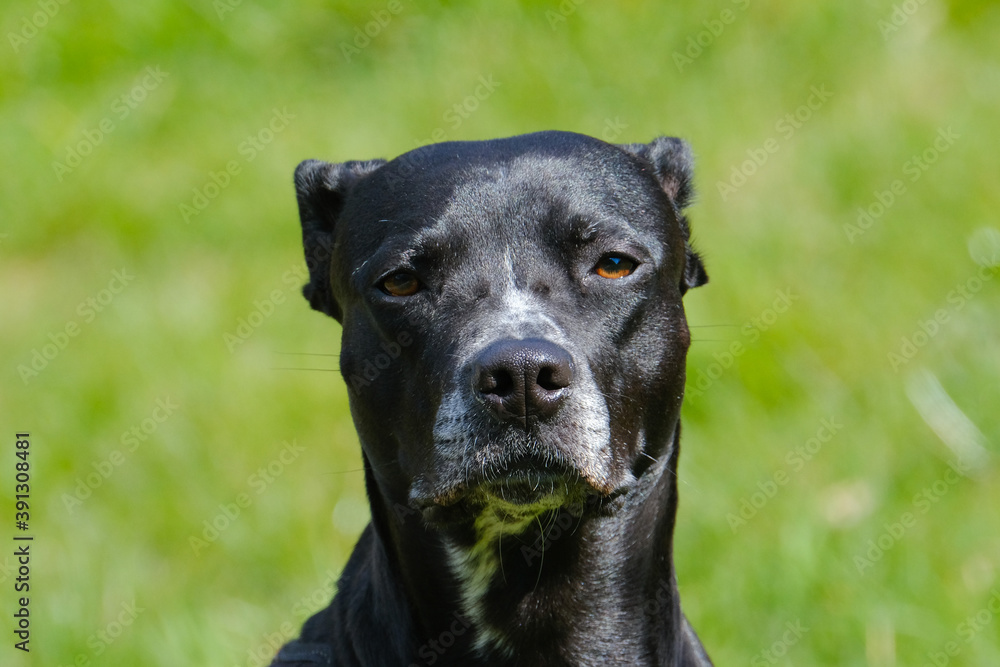 Fototapeta premium Portrait of a black dog