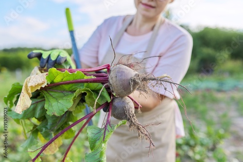 Woman farmer with fresh beets at farm, beetroots with leaf
