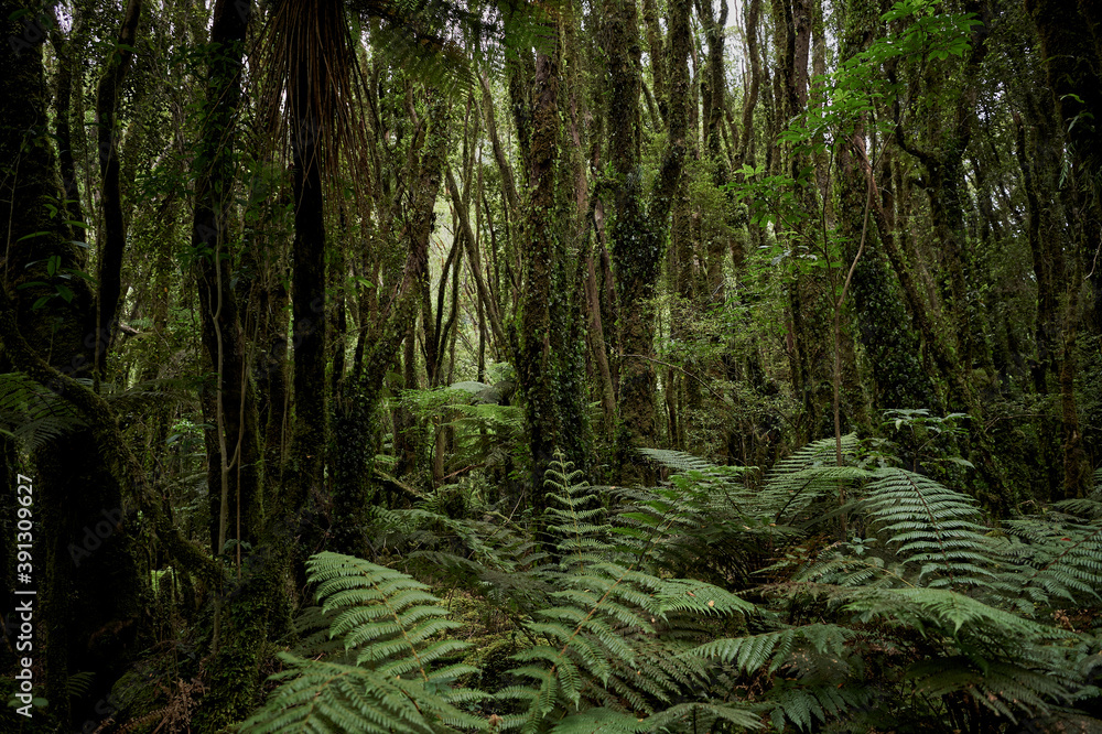 FERN IN RAINFOREST FERN IN RAINFOREST