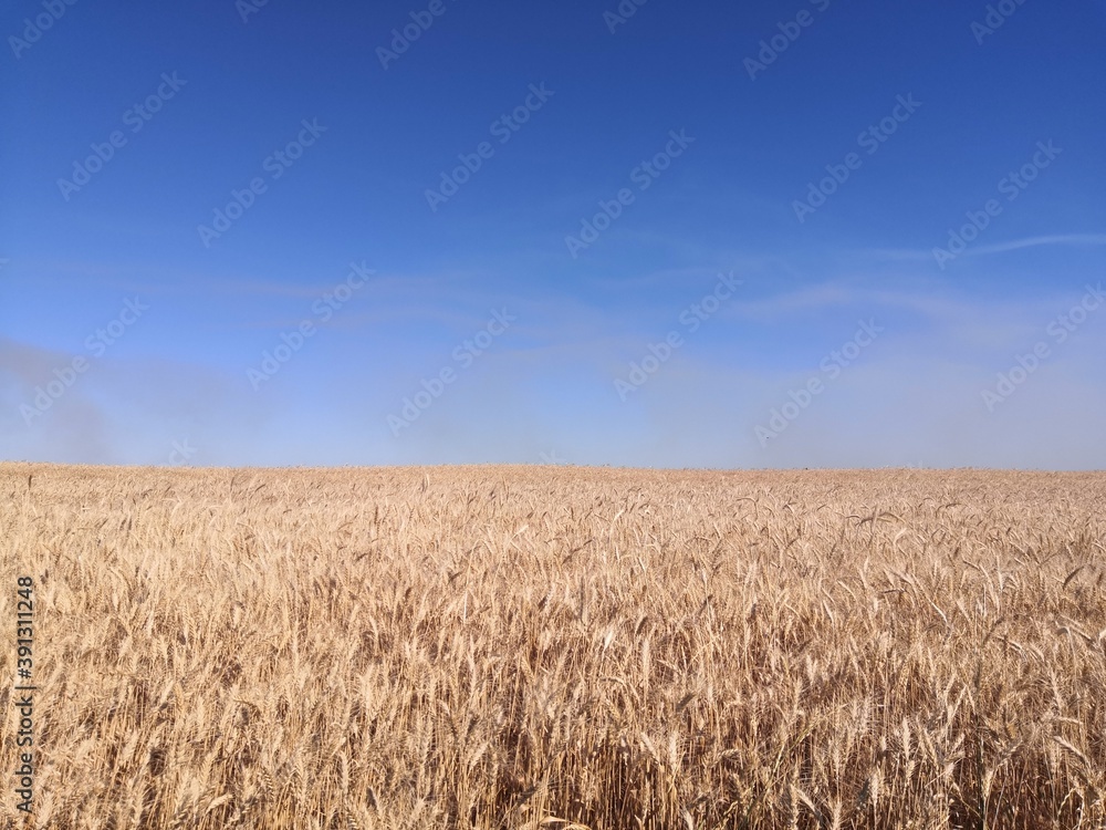 wheat field and sky