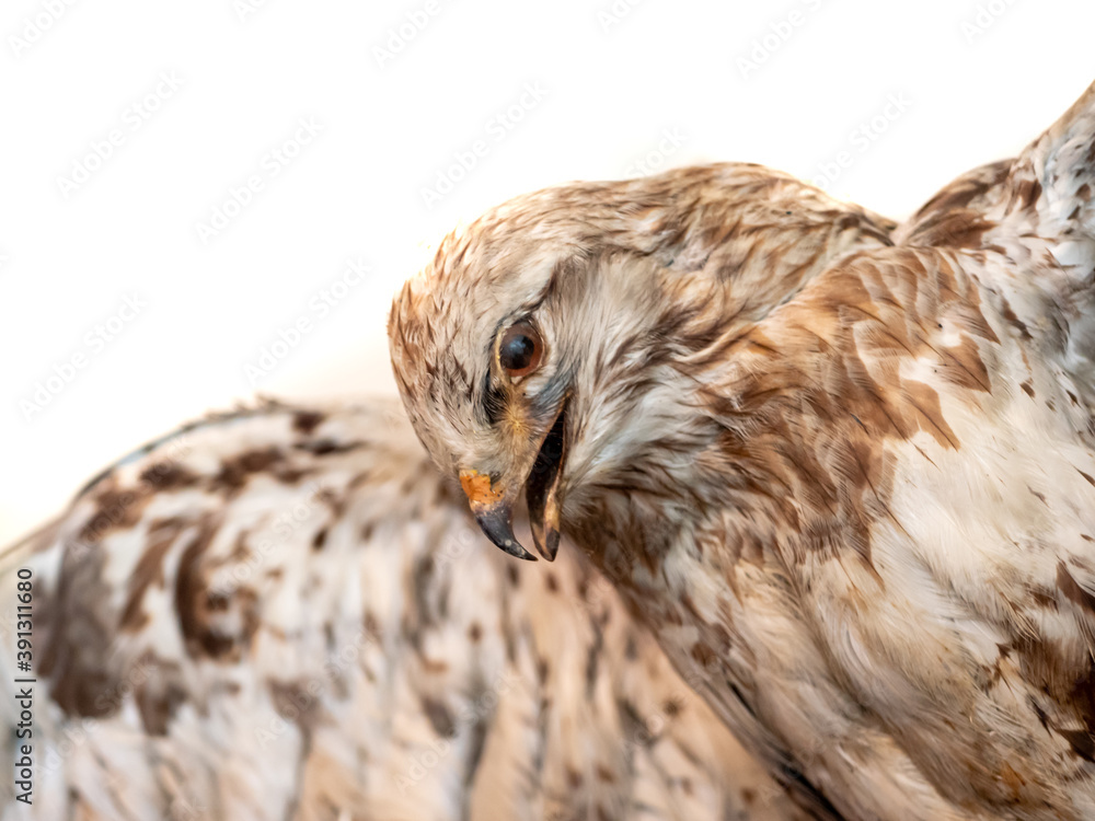 Greifvogel isoliert auf weißen Hintergrund Greifvogel isoliert auf weißen Hintergrund