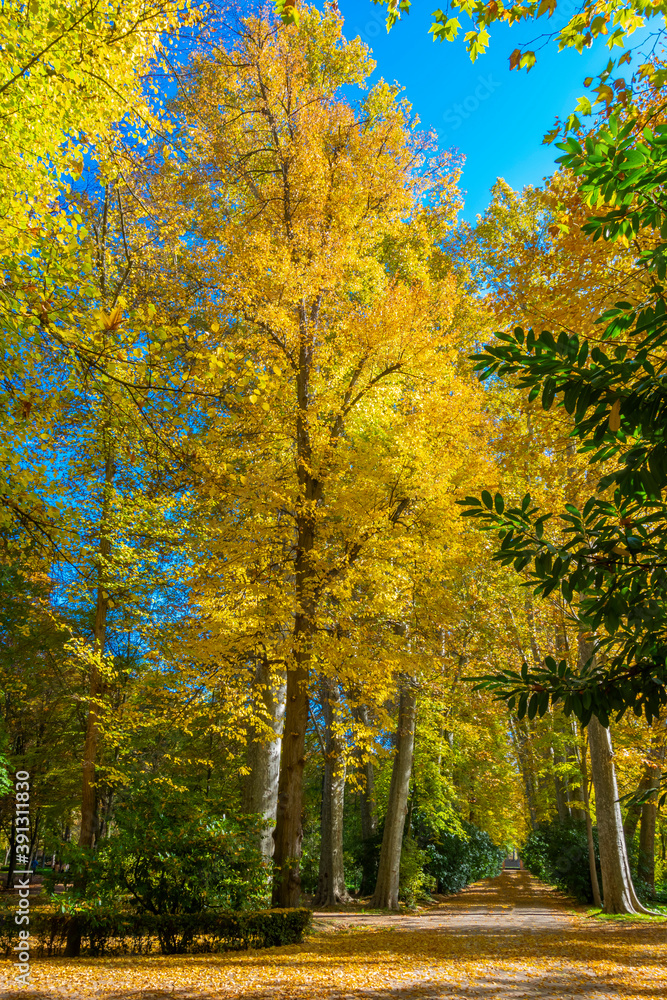 Huge specimens of the plane tree form a beautiful autumn image with yellow and gold colors