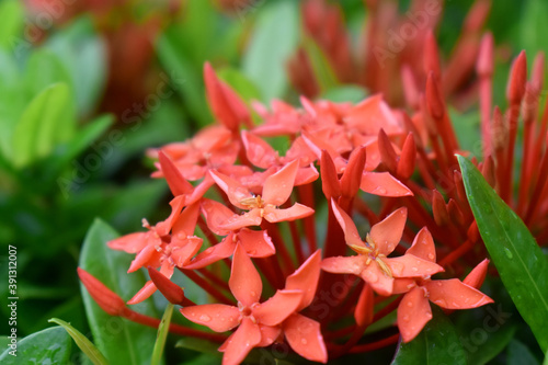West Indian Jasmine flowers or Red spike flowers with green leaves  background. © Eddy