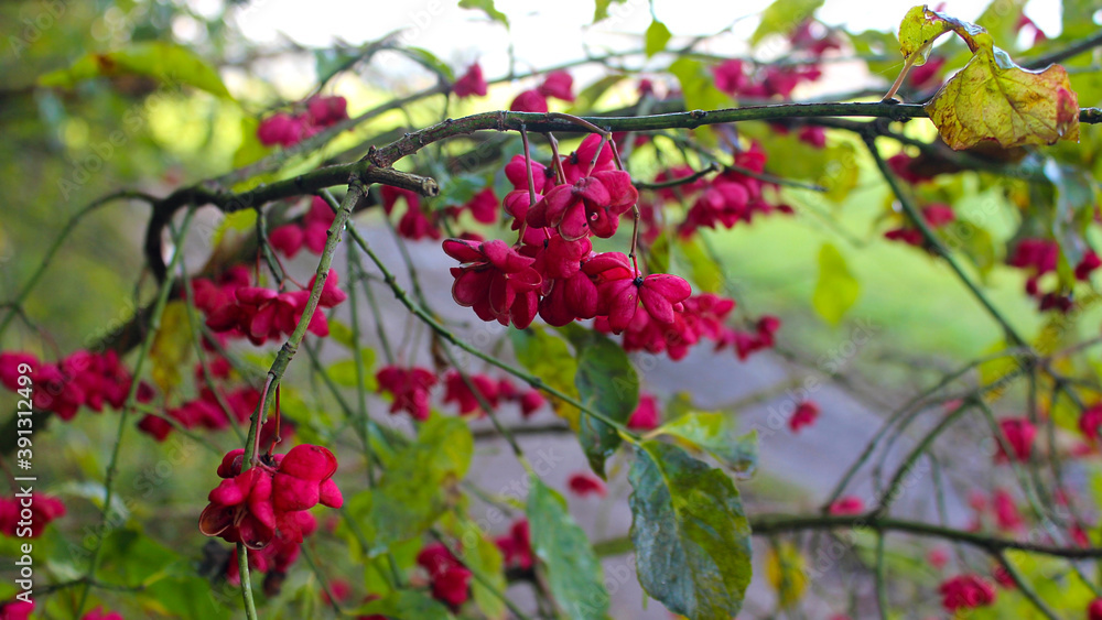 Autumn berries on a European spindle. A branch with pink poisonous open fruits of a European spindle against the background of a forest road. Sunny autumn nature. Autumn berries on a European spindle. A branch with pink poisonous open fruits of a European spindle against the background of a forest road. Sunny autumn nature.
