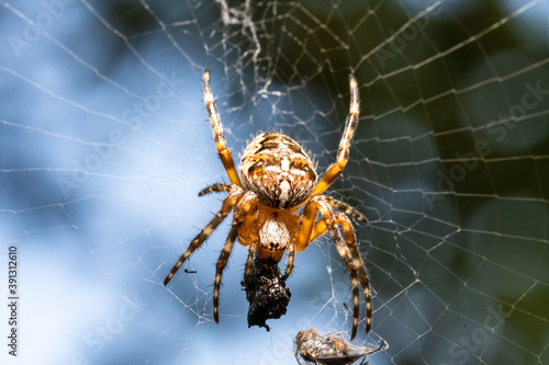 The spider's prey, stuck to its web, is now eaten, macro. © Provokator