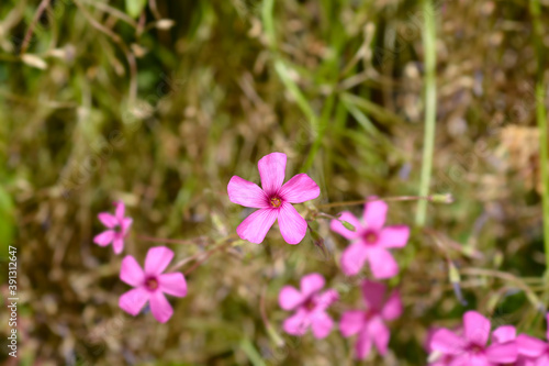 Pink wood sorrel