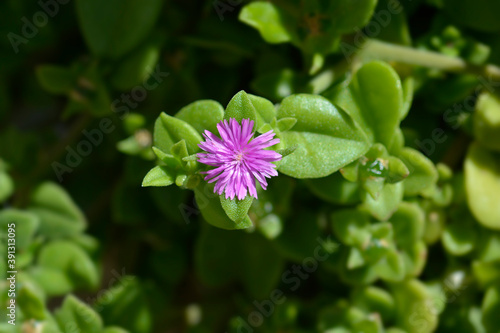 Baby sun rose