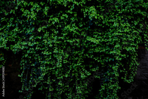 Dark Green toned image of an archival old brick wall covered with lush ivy plants (high details). © WDnet Studio