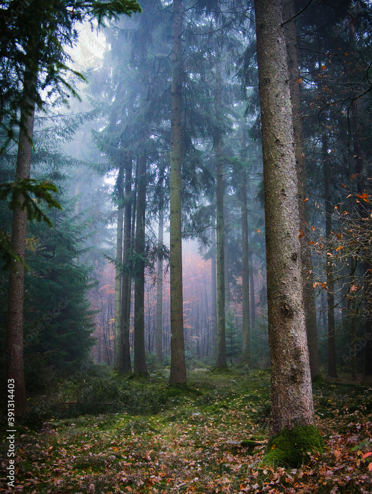 Fototapeta premium nebeliger Herbstwald