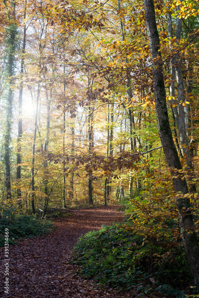 Obraz premium View of ray of light on beautiful trees in the autumnal forest