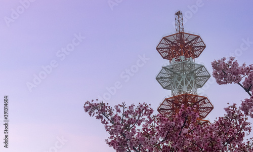 Sakura Cherry Blossom Tree, Communication tower, Osaka, Japan (ID: 391314604)