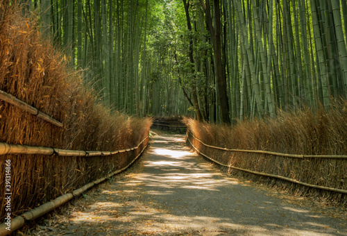 Arashiyama Bamboo Grove walking path in Kyoto, Japan (ID: 391314866)