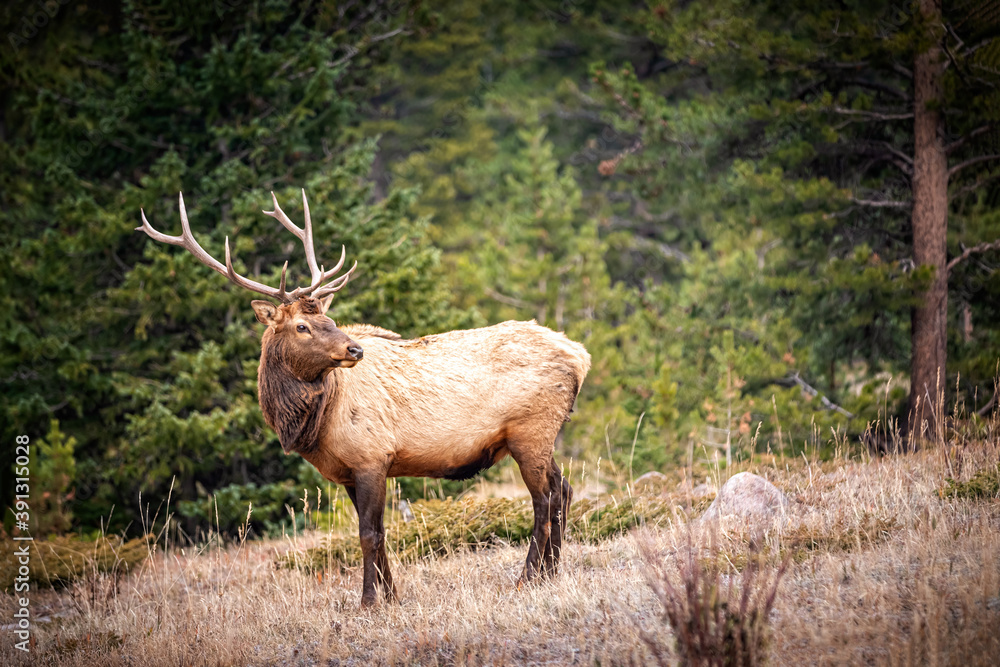 Portrait of a large bull elk (Cervus canadensis) in the Rocky Mountains