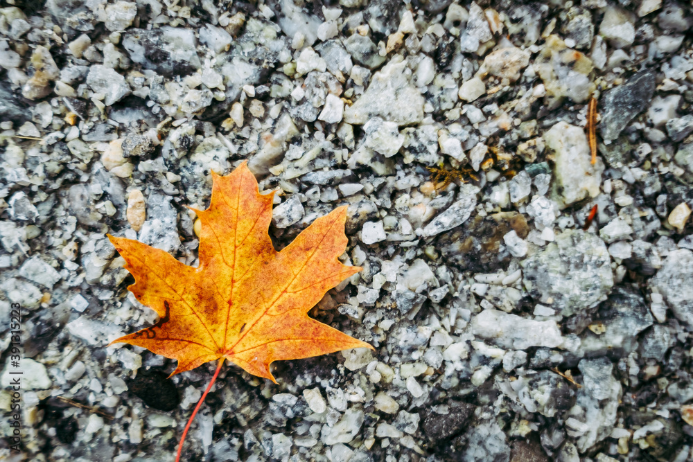 Feuille d'érable aux couleurs d'automne sur un fond en pierre gris Feuille d'érable aux couleurs d'automne sur un fond en pierre gris