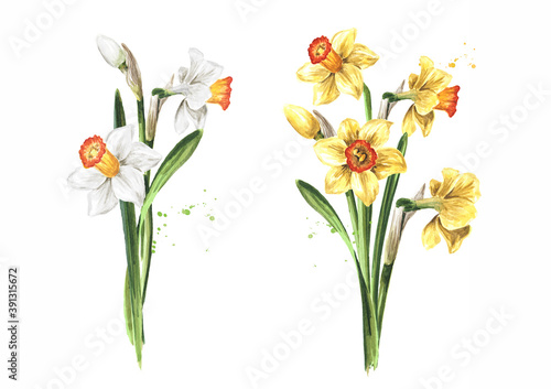 фотографія Spring Narcissus flower