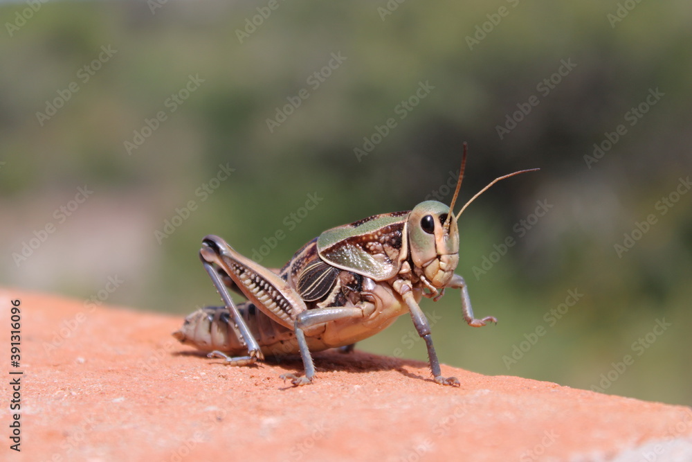 Fototapeta premium grasshopper