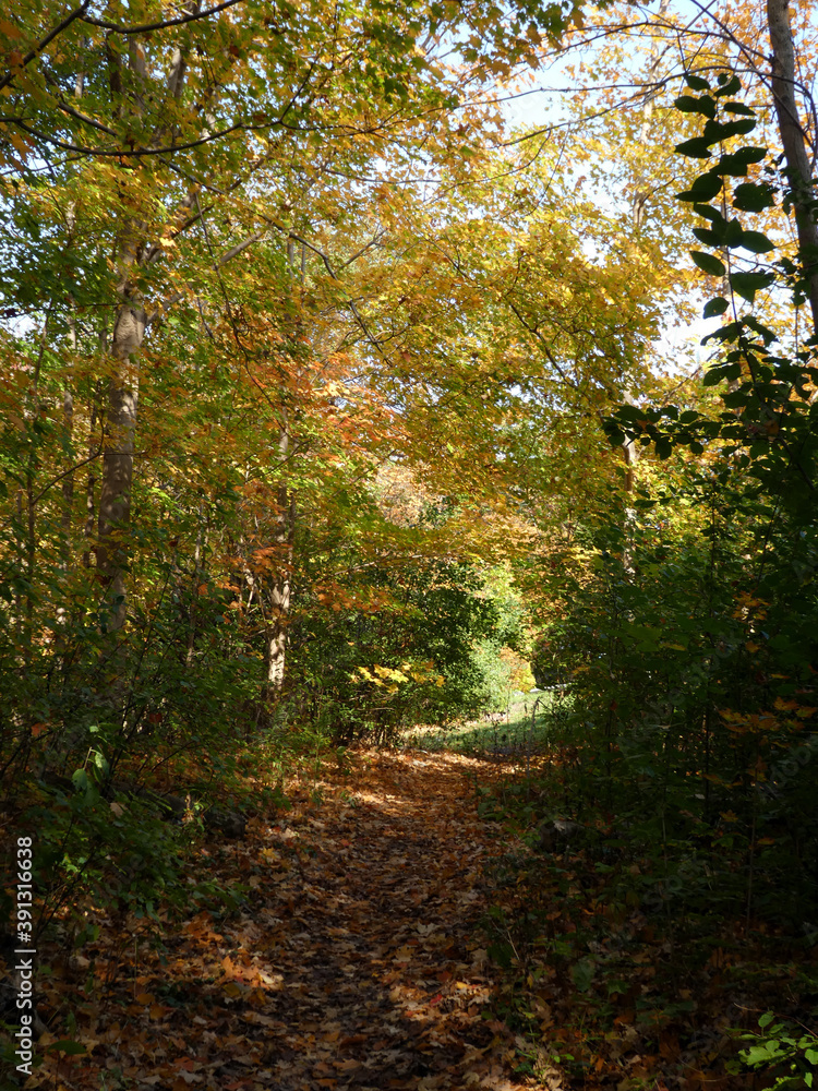 Trail in fall landscape with colorful trees