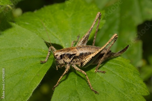 Grasshopper Dark bush-cricket Pholidoptera griseoaptera