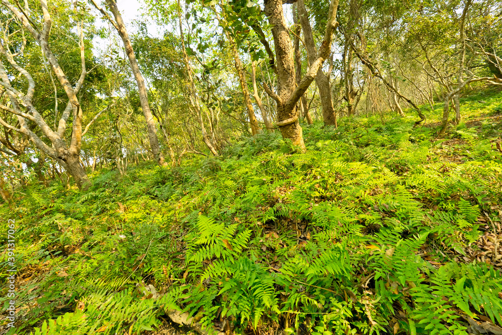 Riverine Forest, Royal Bardia National Park, Bardiya National Park, Nepal, Asia Riverine Forest, Royal Bardia National Park, Bardiya National Park, Nepal, Asia