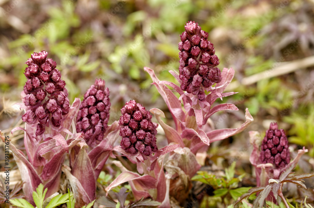 Butterbur hybrid is a useful medicinal plant.