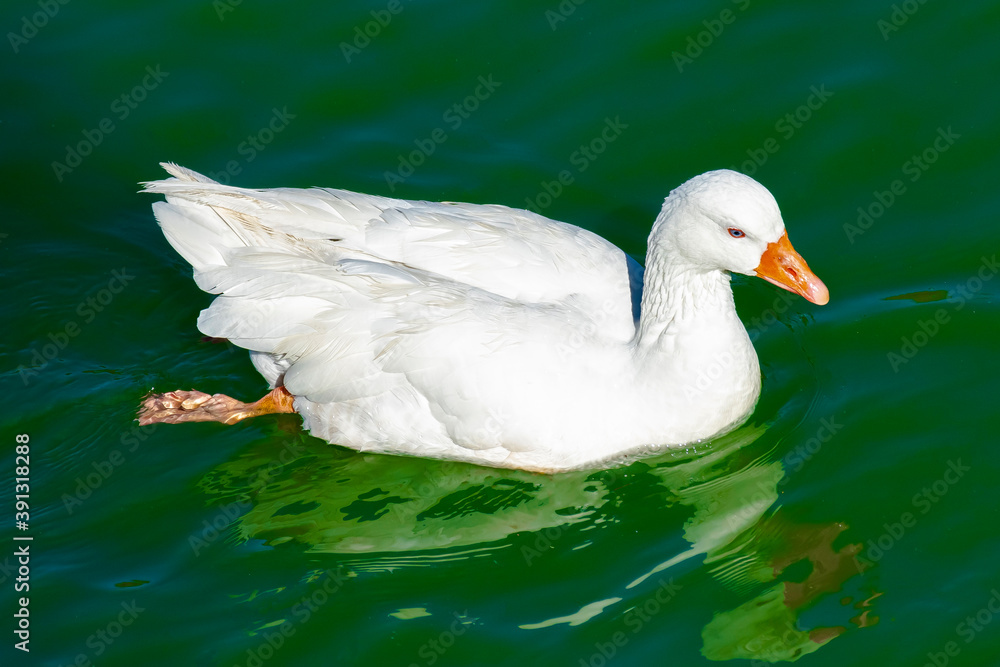 A white duck on the surface of a calm lake with greenish waters at sunset A white duck on the surface of a calm lake with greenish waters at sunset