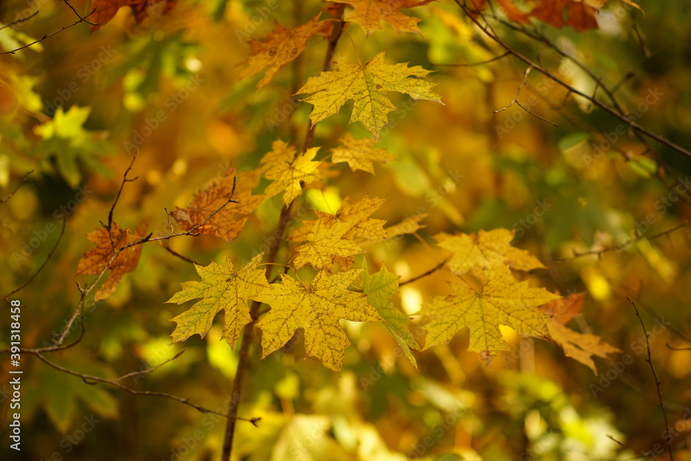 Autumn forest with maple tree in golden leaves in sunny day. Autumn forest with maple tree in golden leaves in sunny day.