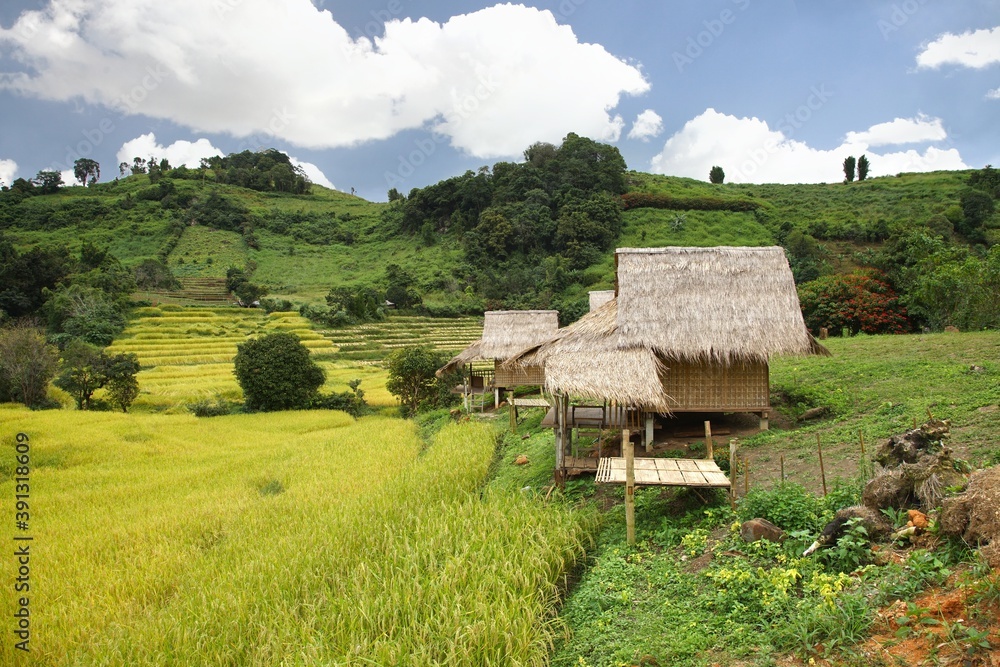  Rice terrace at Chom Thong District in  Chiang Mai  , thailand