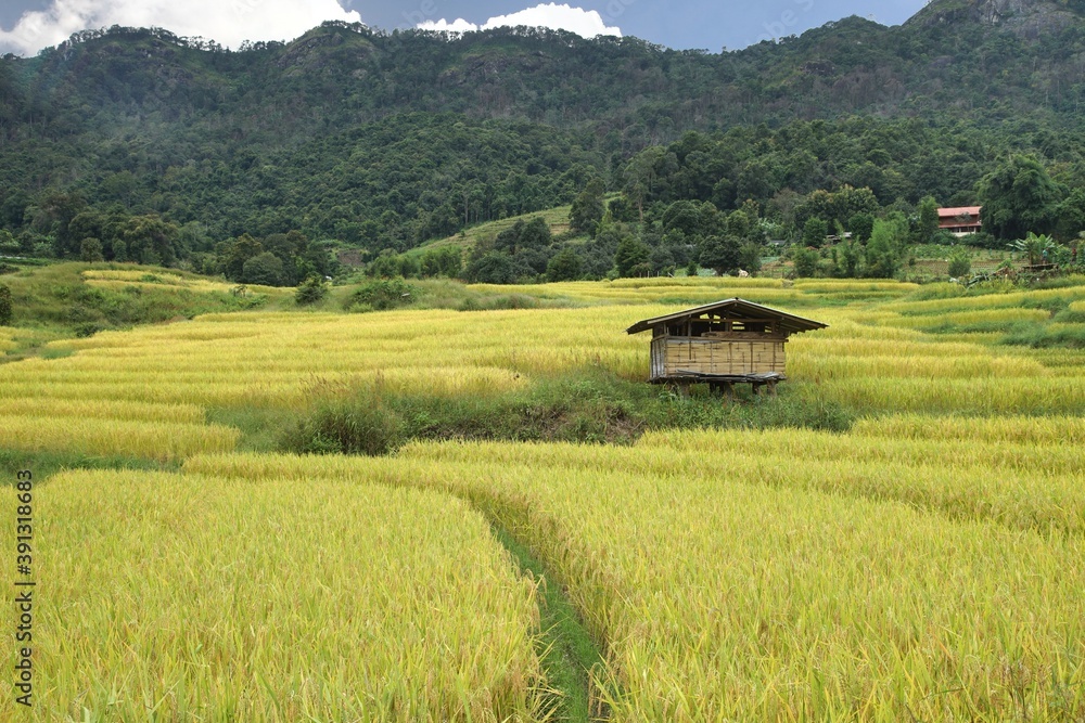 Rice terrace at Chom Thong District in Chiang Mai , thailand Rice terrace at Chom Thong District in Chiang Mai , thailand