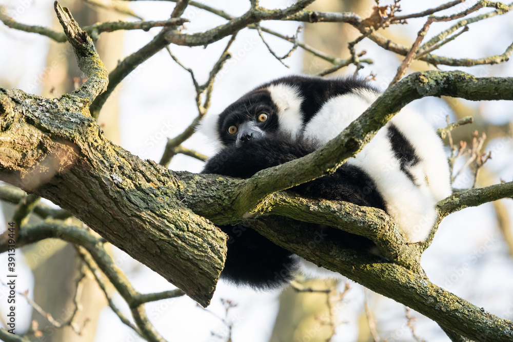 Fototapeta premium Black And White Ruffed Lemur From Madagascar