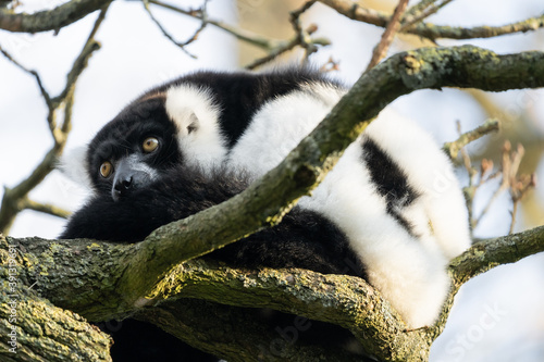 Black And White Ruffed Lemur From Madagascar