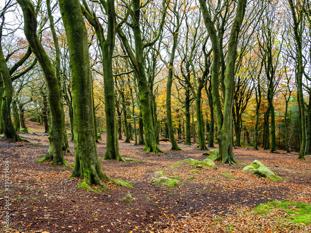 Naklejka premium Autumn woodland with bare trees and leaves on the ground. Otley Chevin Park. Yorkshire.